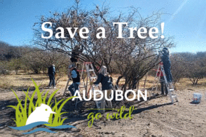 Volunteer to Save a Tree [] Audubon de Mexico