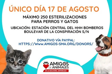 animales animales