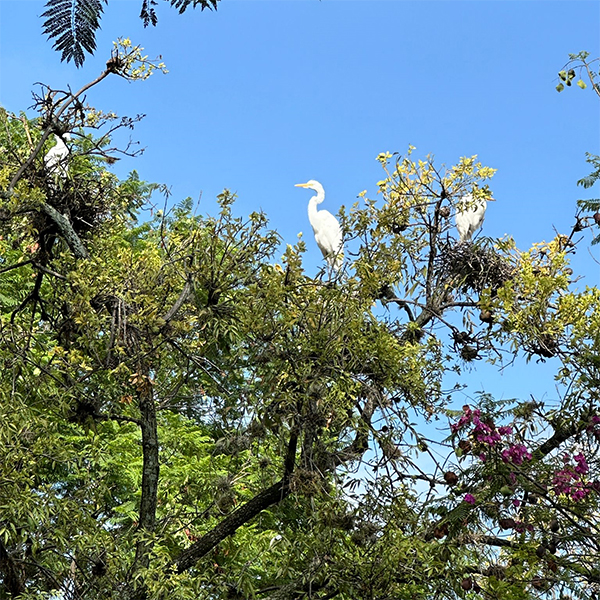 Egrets-at-chorro