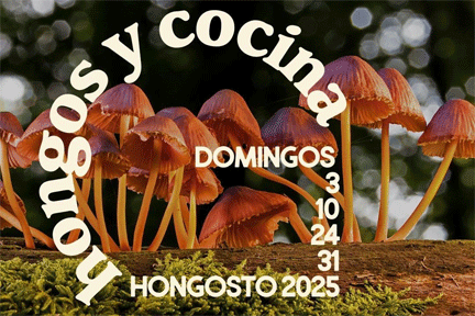 hongos