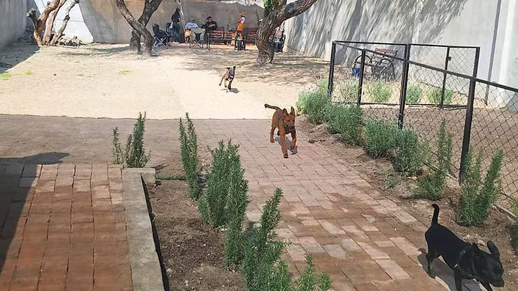 dogs