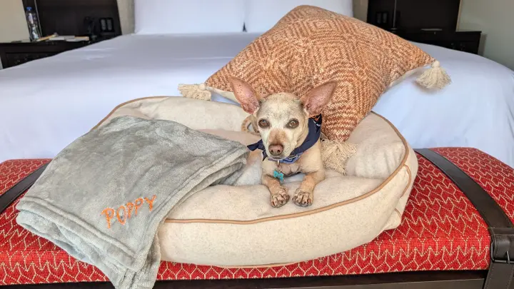pueblo dog