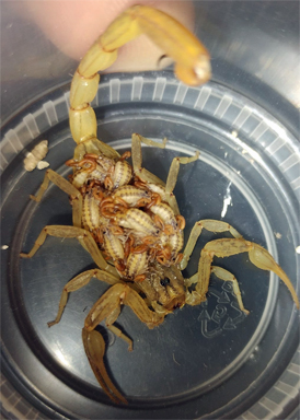 scorpian