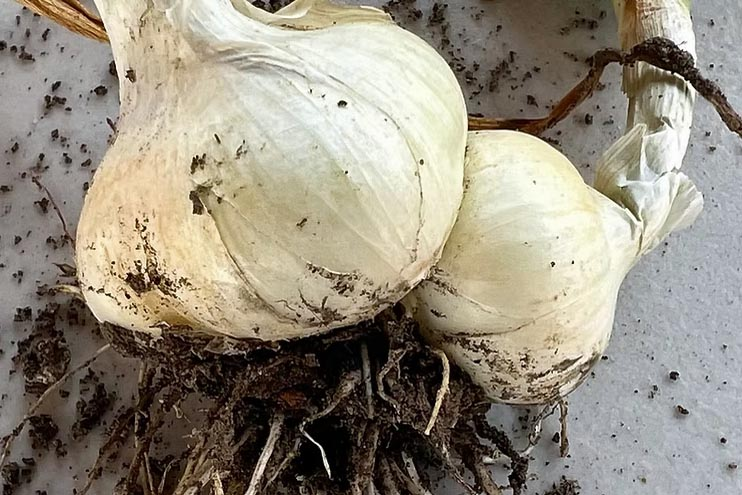 garlic fest