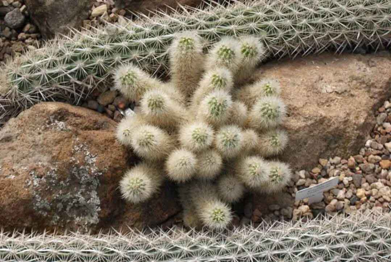 plant 768x514
