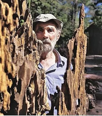 PHOTOFRANSBEHINDDEADTREES