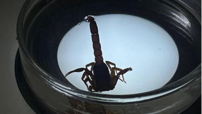 scorpian