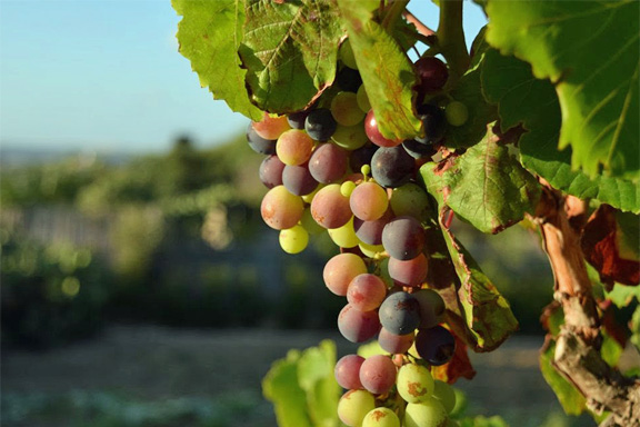 vino